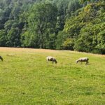 A herd of sheep peacefully grazing in a lush green field under a clear blue sky.