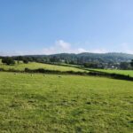 A serene field with several sheep grazing peacefully on lush green grass under a clear blue sky.