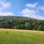 A tranquil field scene.