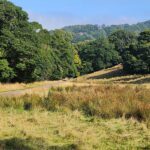 a lush field, surrounded by trees and rolling hills in the background.